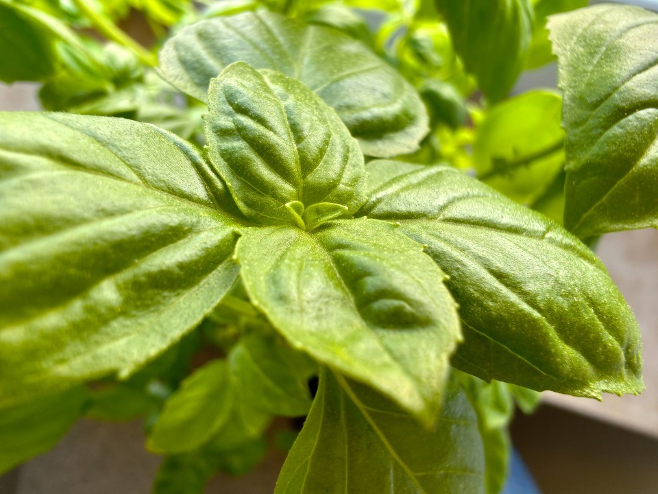 Honor Magic 8 Pro Air Kamera Makro