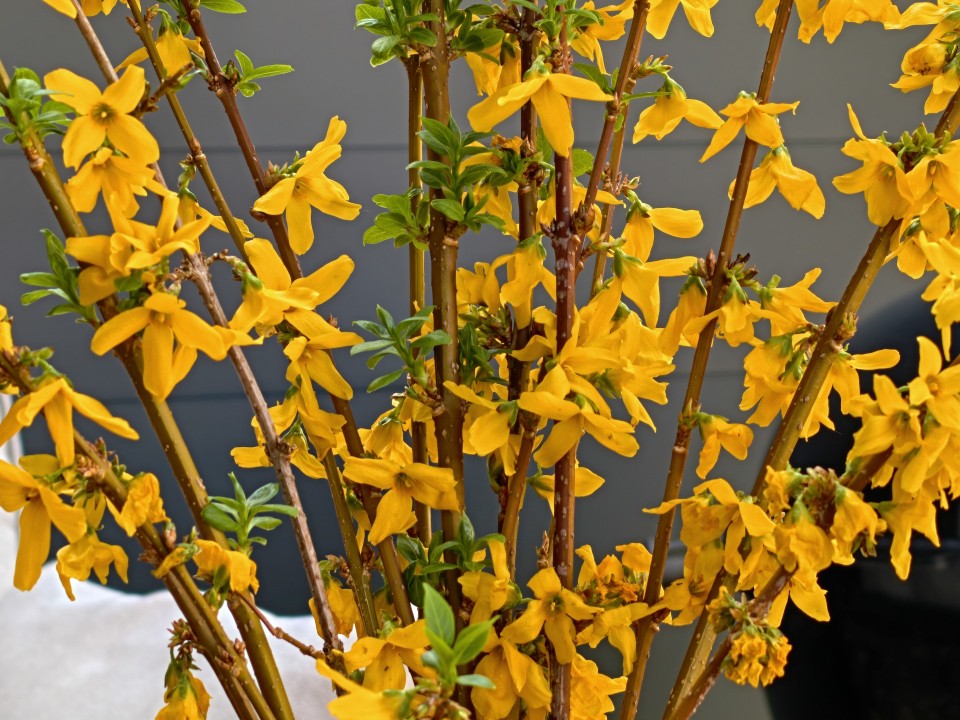 Honor Magic 8 Pro Air Kamera Tele Digitalzoom