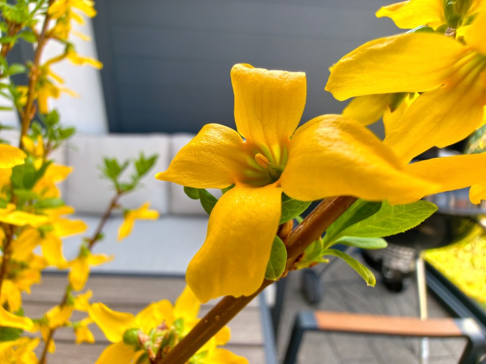 Honor Magic 8 Pro Air Kamera Makro