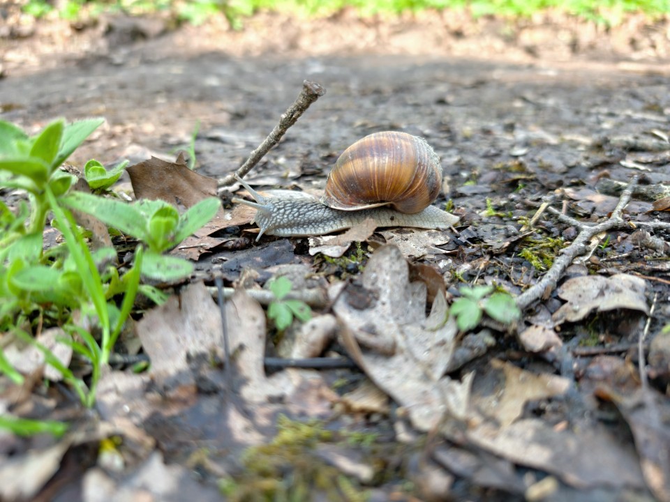 Honor Magic 8 Pro Air Kamera Haupt 12MP