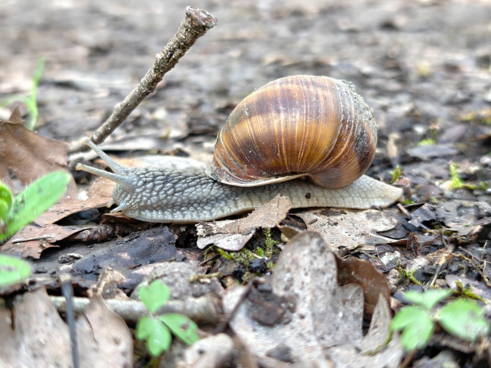 Honor Magic 8 Pro Air Kamera Haupt Digitalzoom