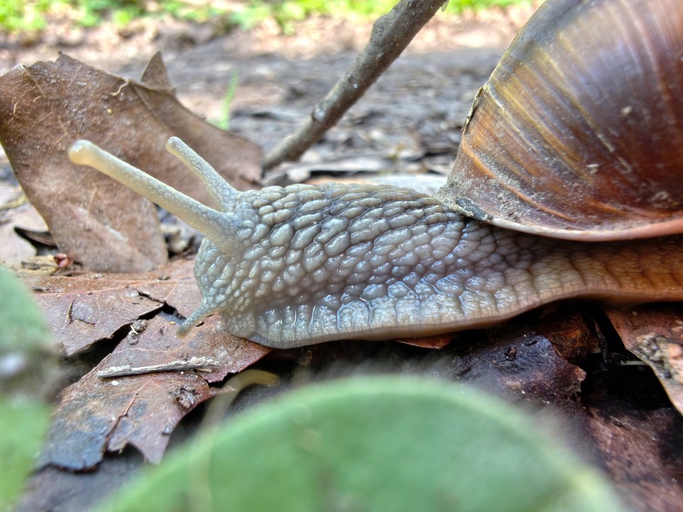 Honor Magic 8 Pro Air Kamera Makro