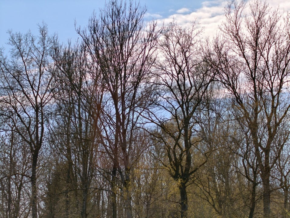 Honor Magic 8 Pro Air Kamera Tele 12MP