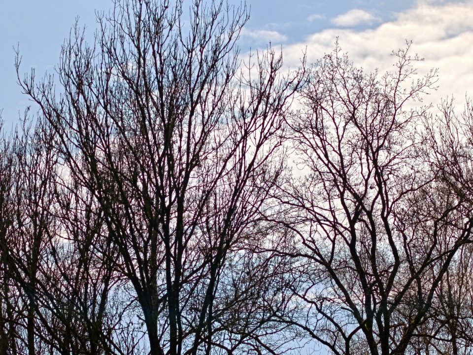 Honor Magic 8 Pro Air Kamera Tele Digitalzoom