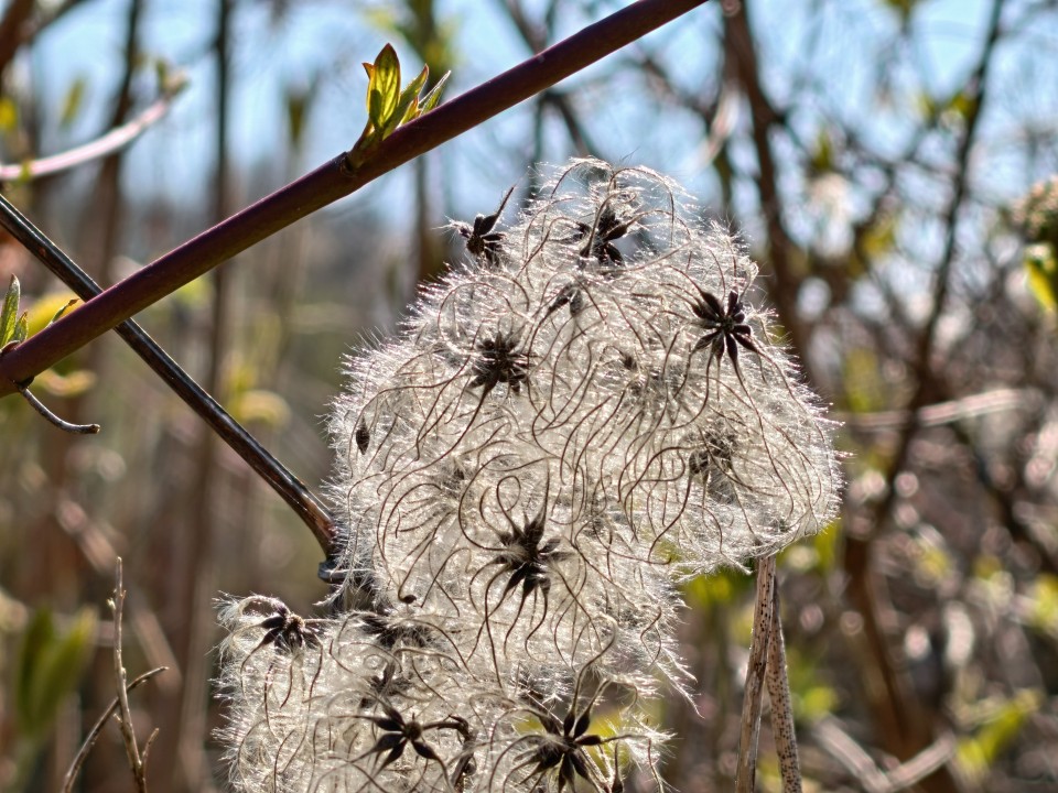 Honor Magic 8 Pro Air Kamera Makro