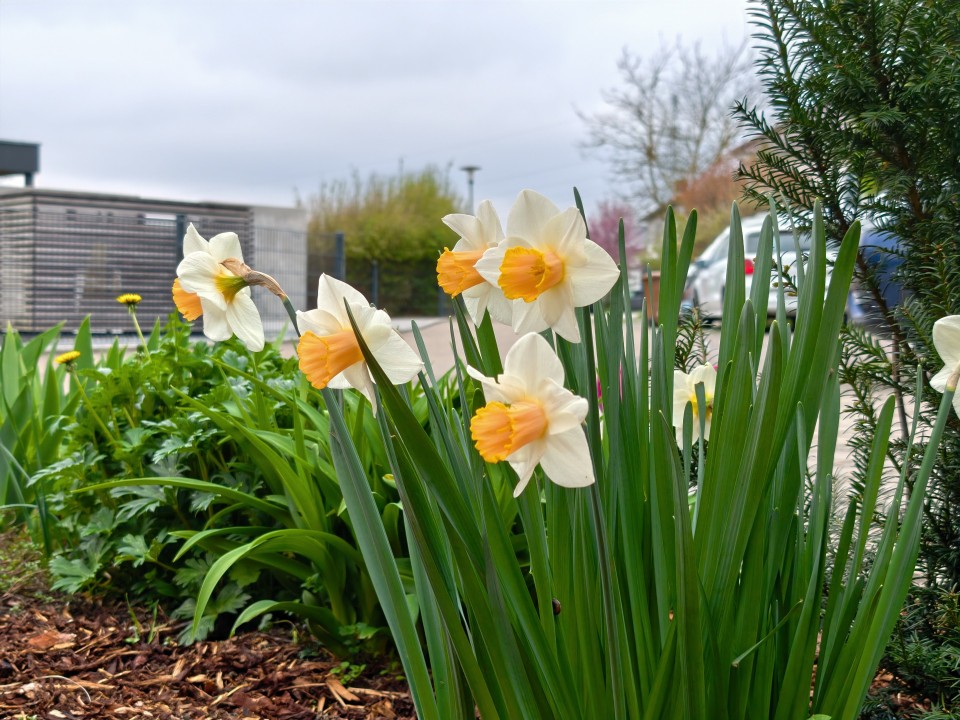 Honor Magic 8 Pro Air Kamera Haupt Digitalzoom