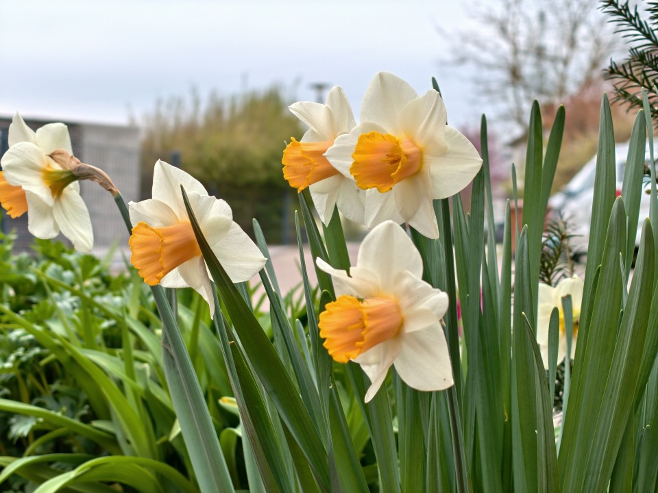 Honor Magic 8 Pro Air Kamera Tele 12MP