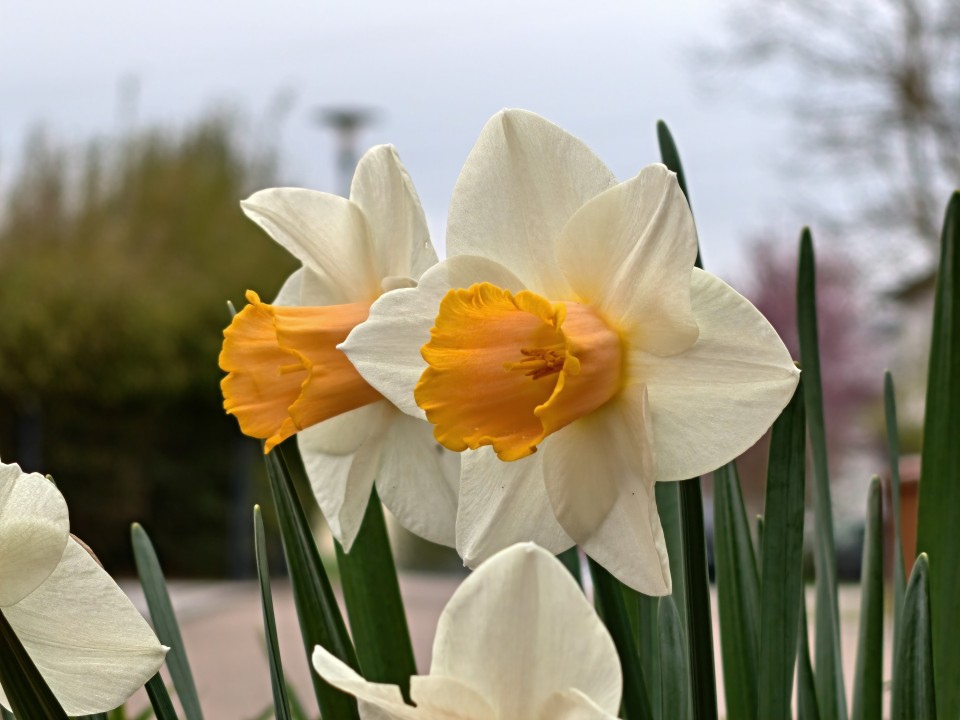 Honor Magic 8 Pro Air Kamera Tele Digitalzoom