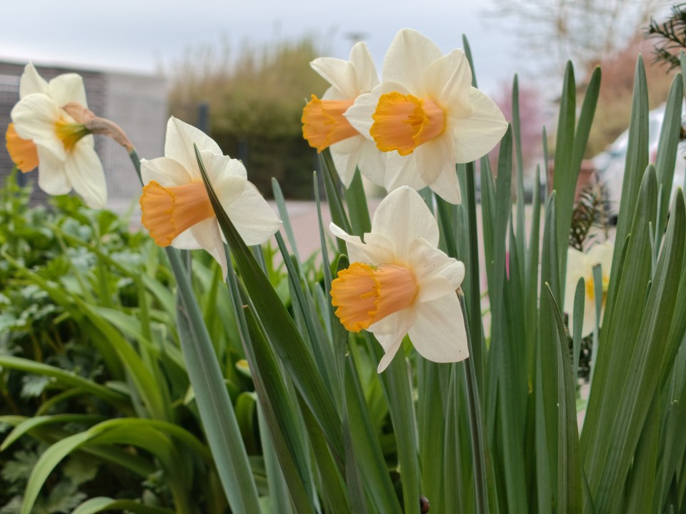 Honor Magic 8 Pro Air Kamera Tele 50MP