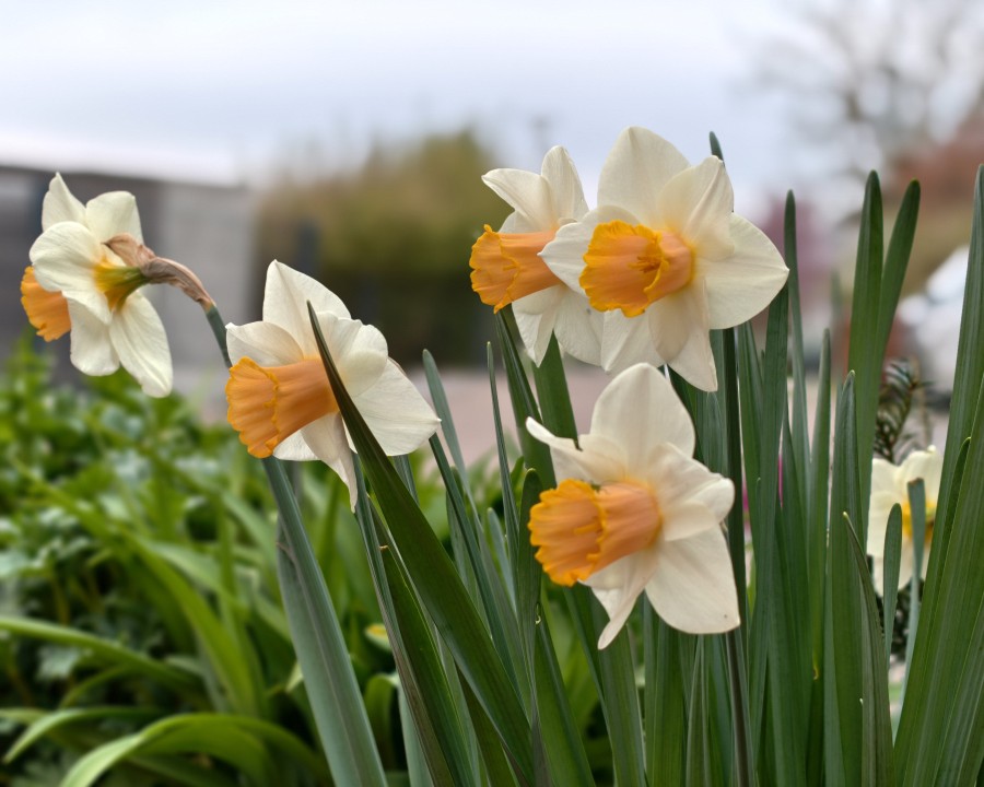 Honor Magic 8 Pro Air Kamera Portrait