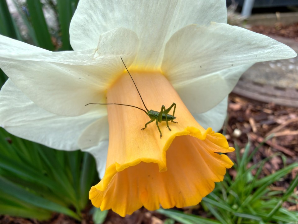 Honor Magic 8 Pro Air Kamera Makro