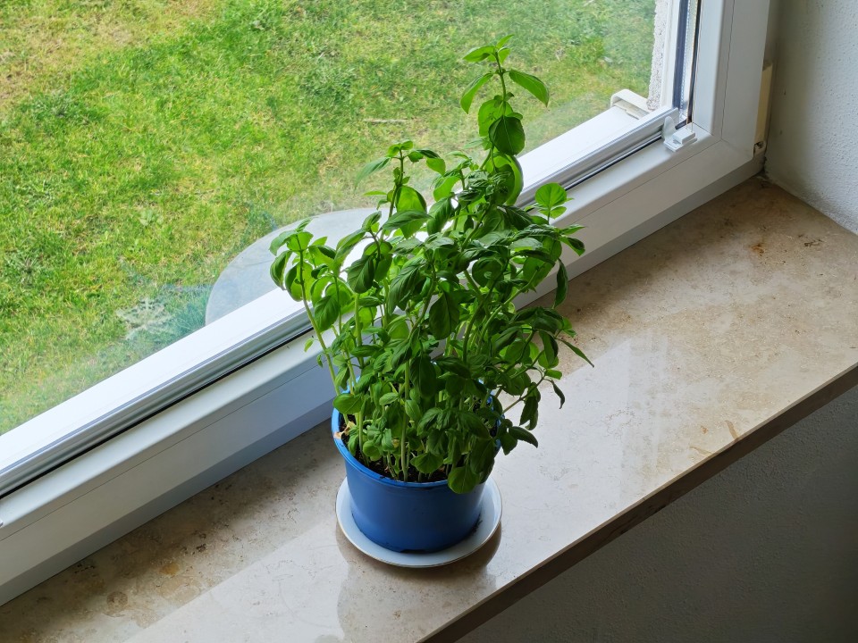 Honor 600 Kamera Haupt 4x Zoom