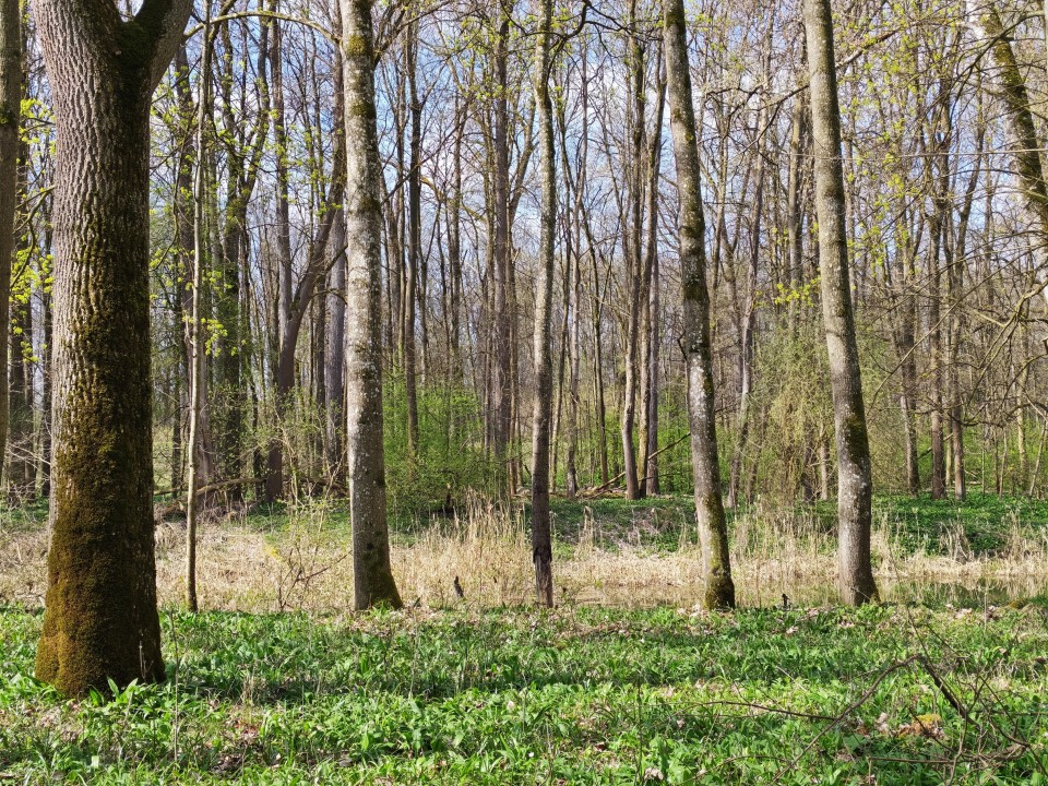 Honor 600 Kamera Haupt 2x Zoom