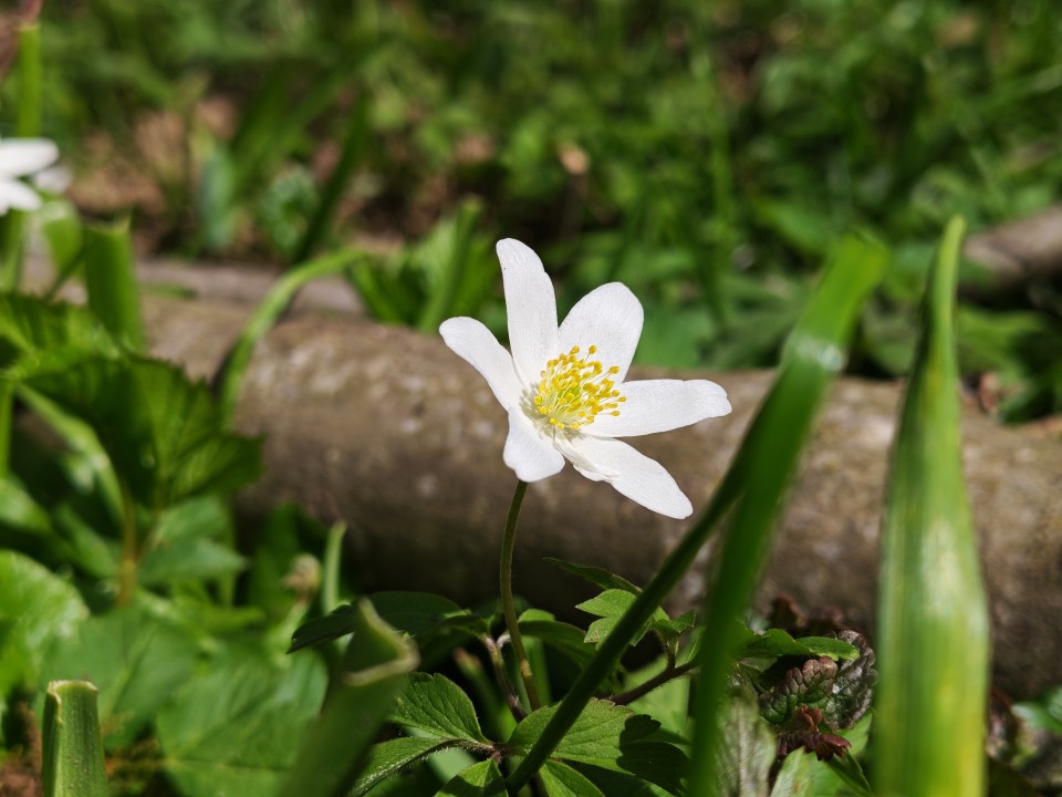 Honor 600 Kamera Haupt 2x Zoom