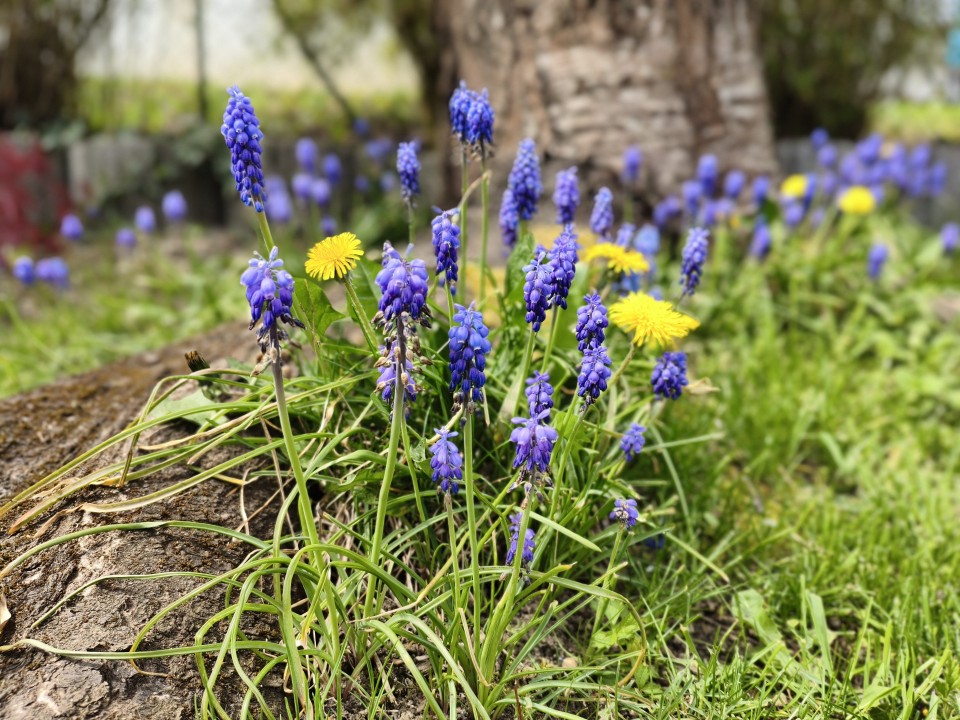 Poco X8 Pro Kamera Portrait