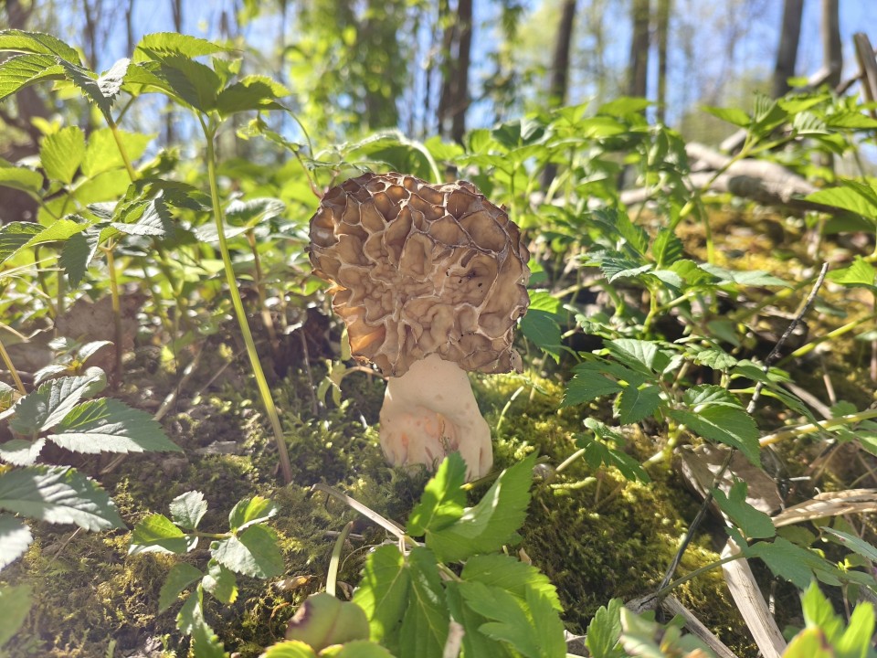 Poco X8 Pro Kamera Haupt Tag 12MP