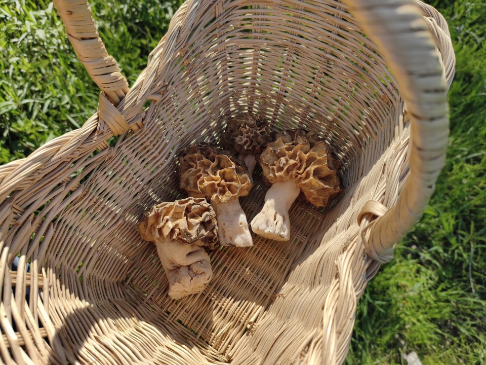 Poco X8 Pro Kamera Haupt Tag 12MP