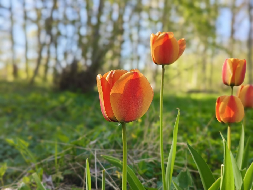 Poco X8 Pro Kamera Portrait