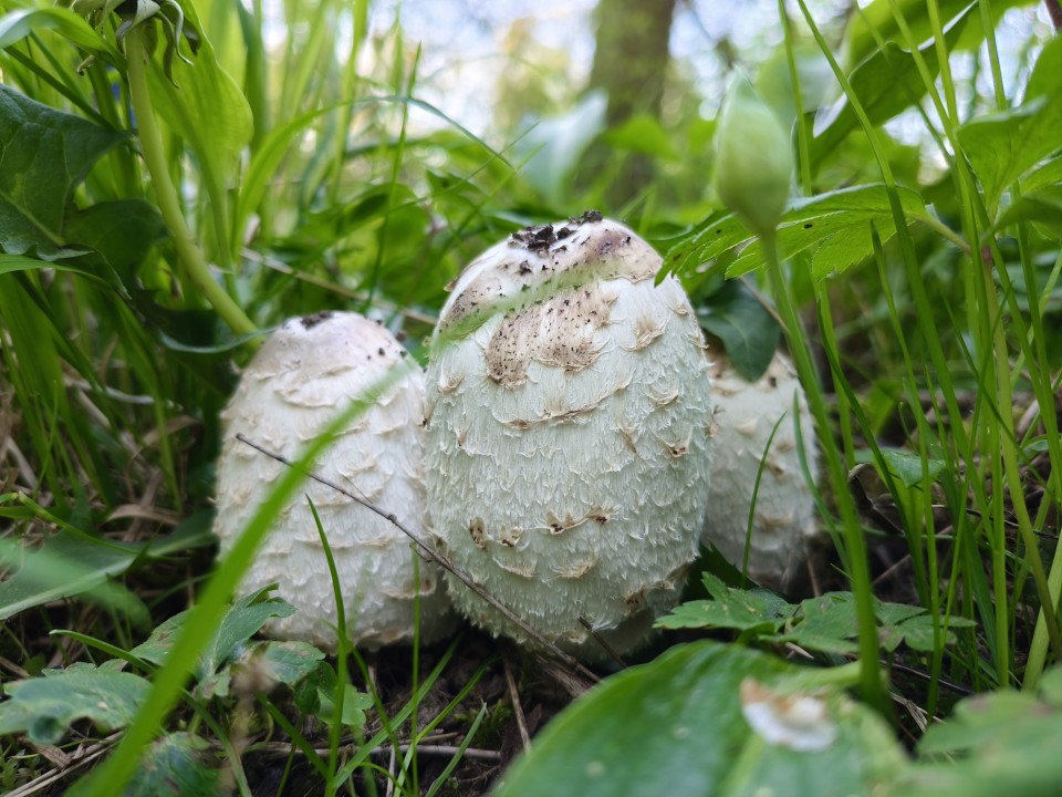 Poco X8 Pro Kamera Haupt Tag 12MP