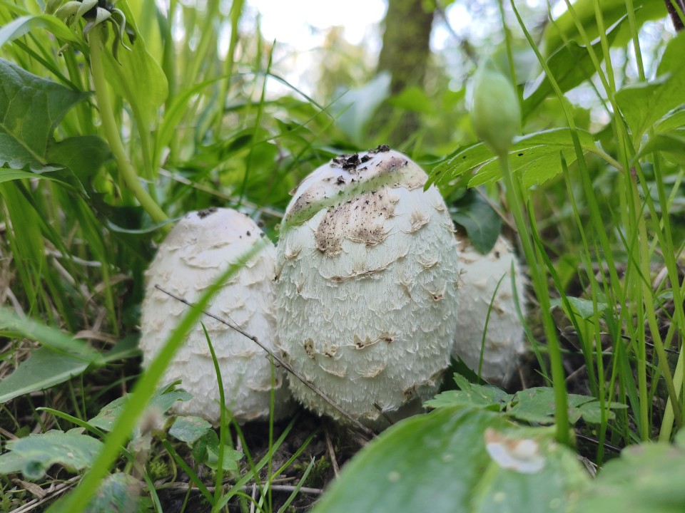 Poco X8 Pro Kamera Haupt 50MP