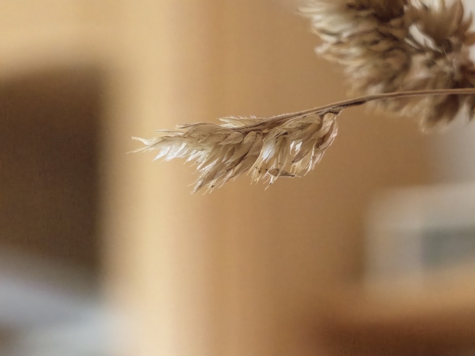 Vivo X Fold 6 Kamera Test Makro