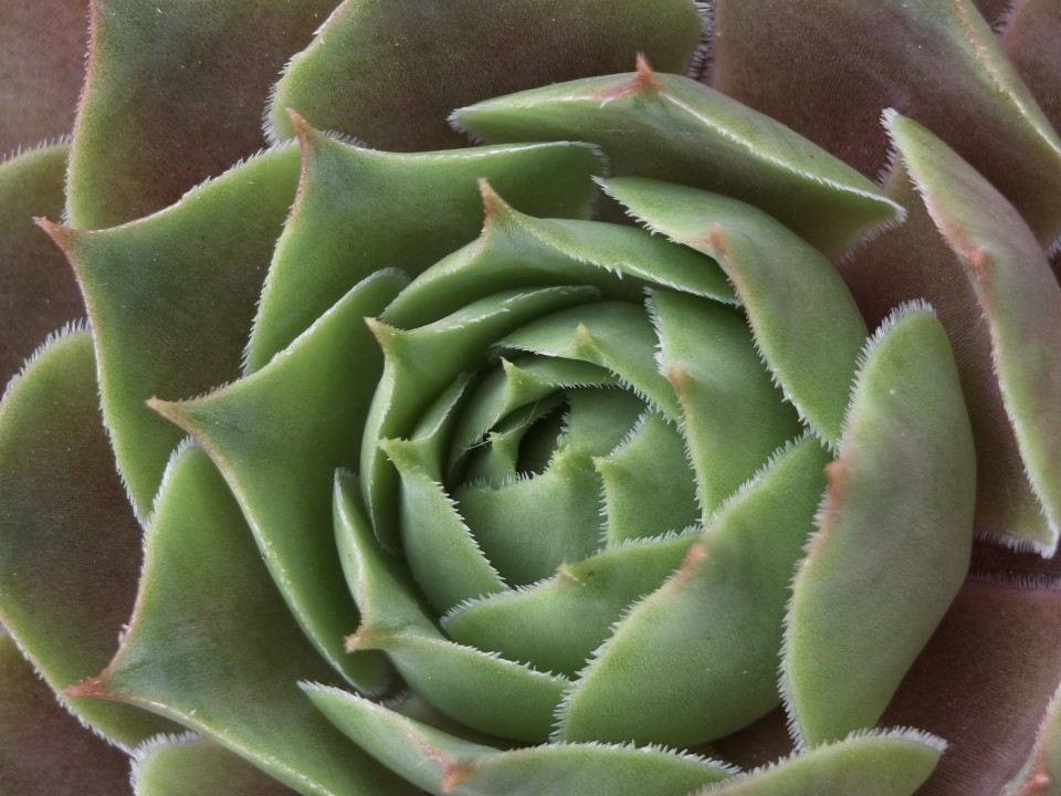 Vivo X Fold 6 Kamera Test Makro