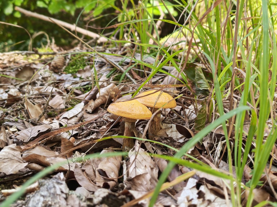Motorola Edge 70 Pro Kamera Portrait