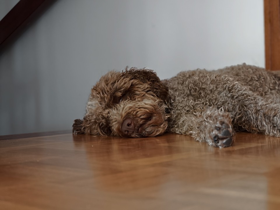 Oppo Find X10 Pro Max Kamera Portrait