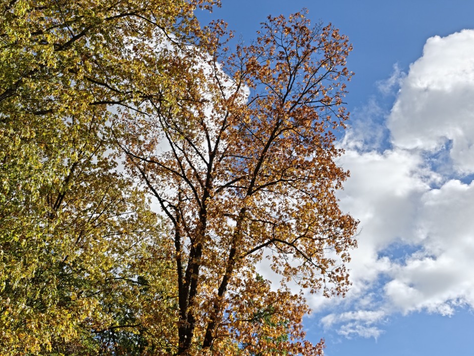OnePlus 16 Kamera Haupt 2x Zoom