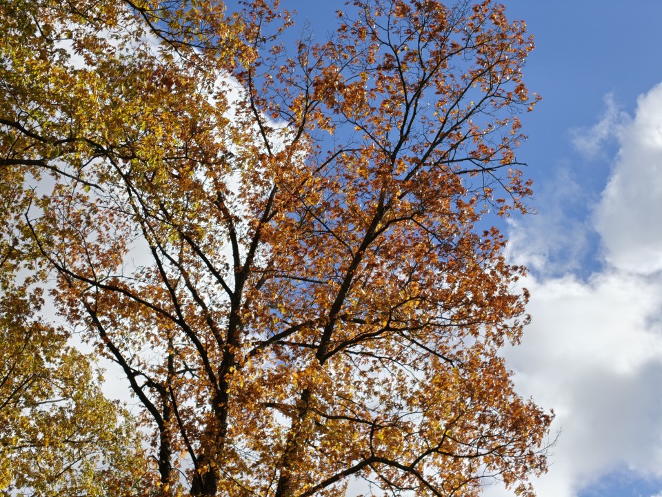 OnePlus 16 Kamera Tele Tag 12MP