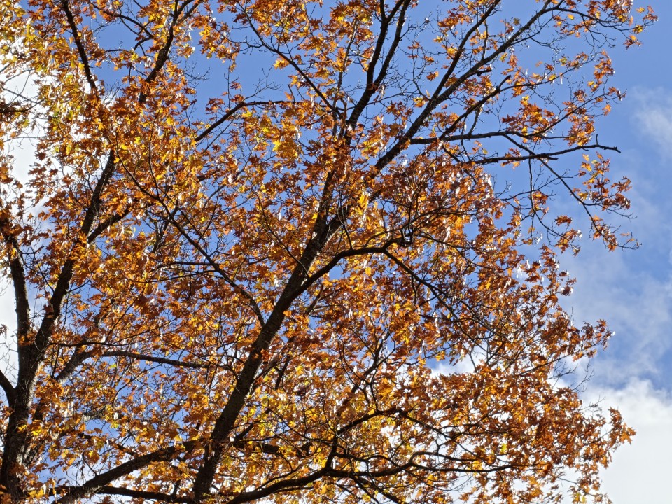 OnePlus 16 Kamera Tele 6x Zoom