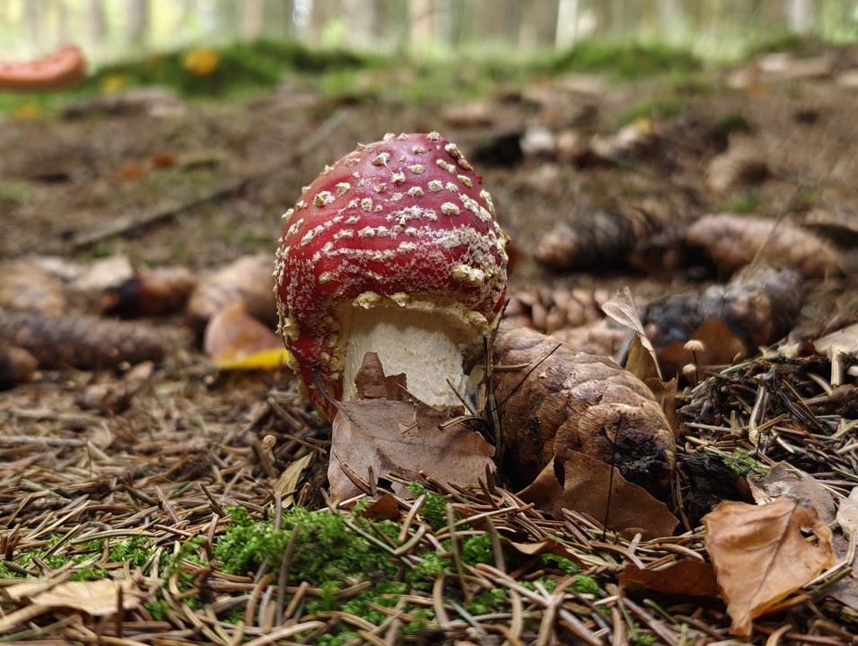 OnePlus 16 Kamera Haupt 2x Zoom
