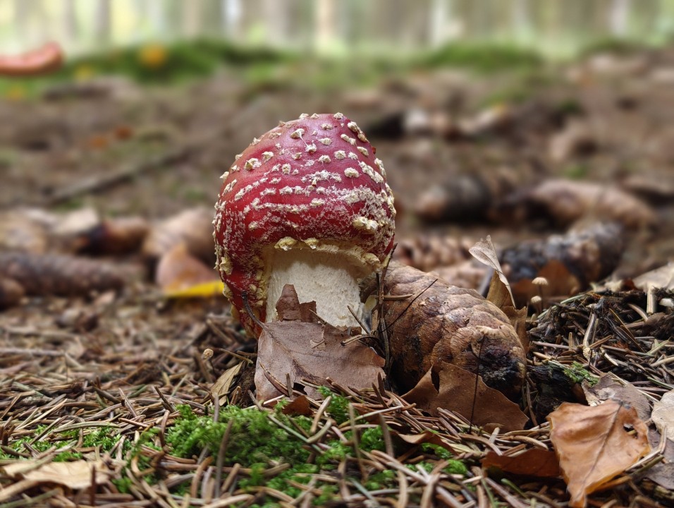 OnePlus 16 Kamera Portrait